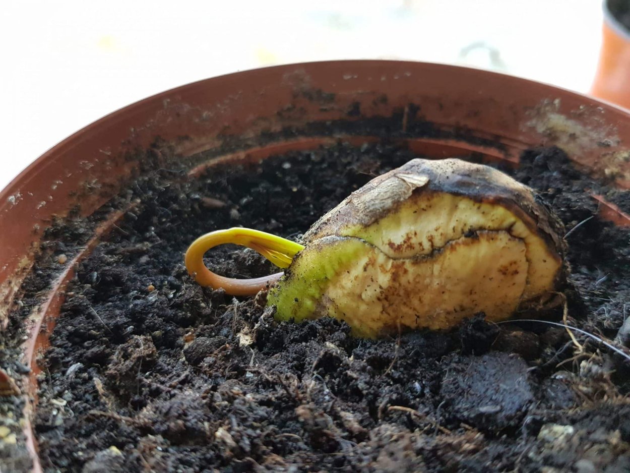 Манго из косточки