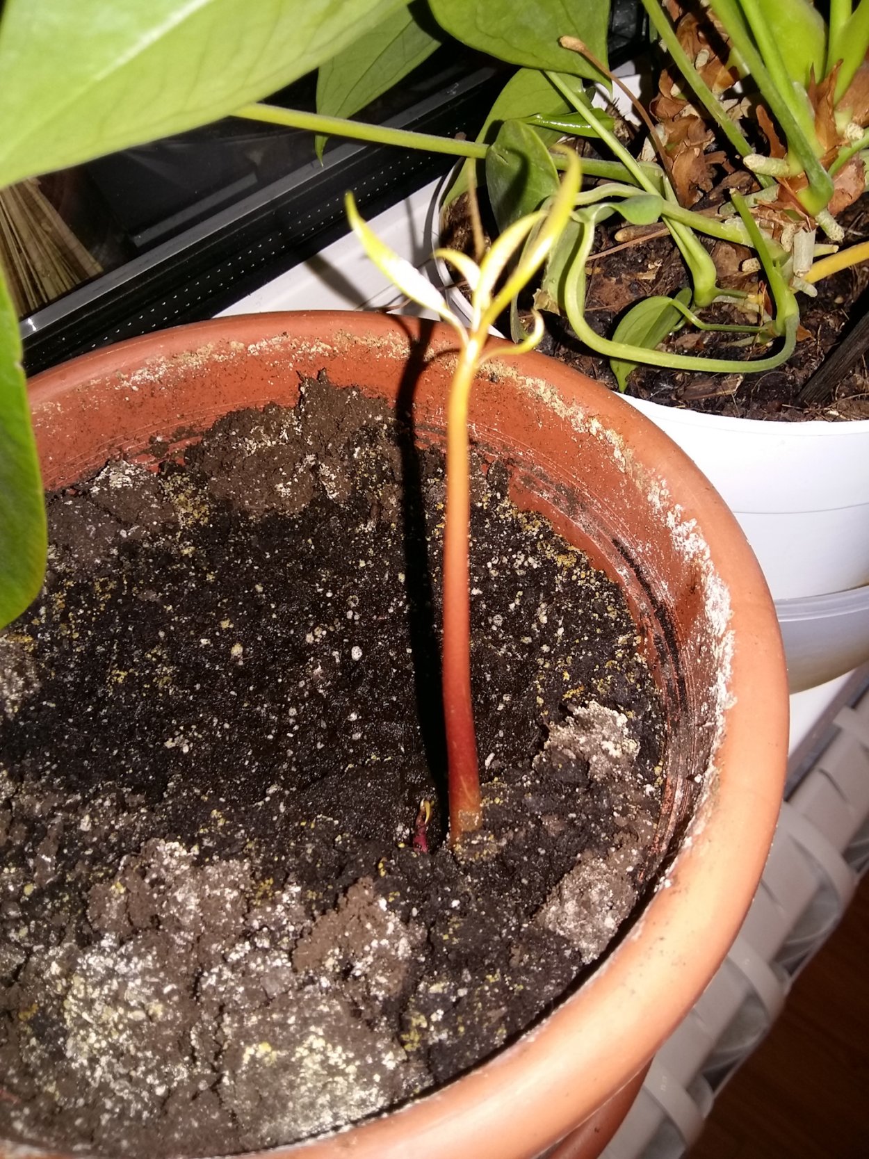 Росток манго из косточки