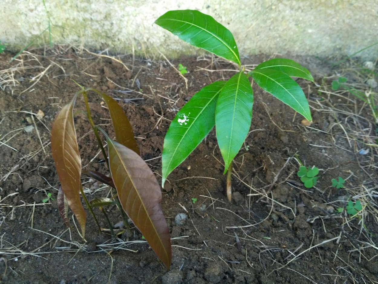 Корни дерева манго