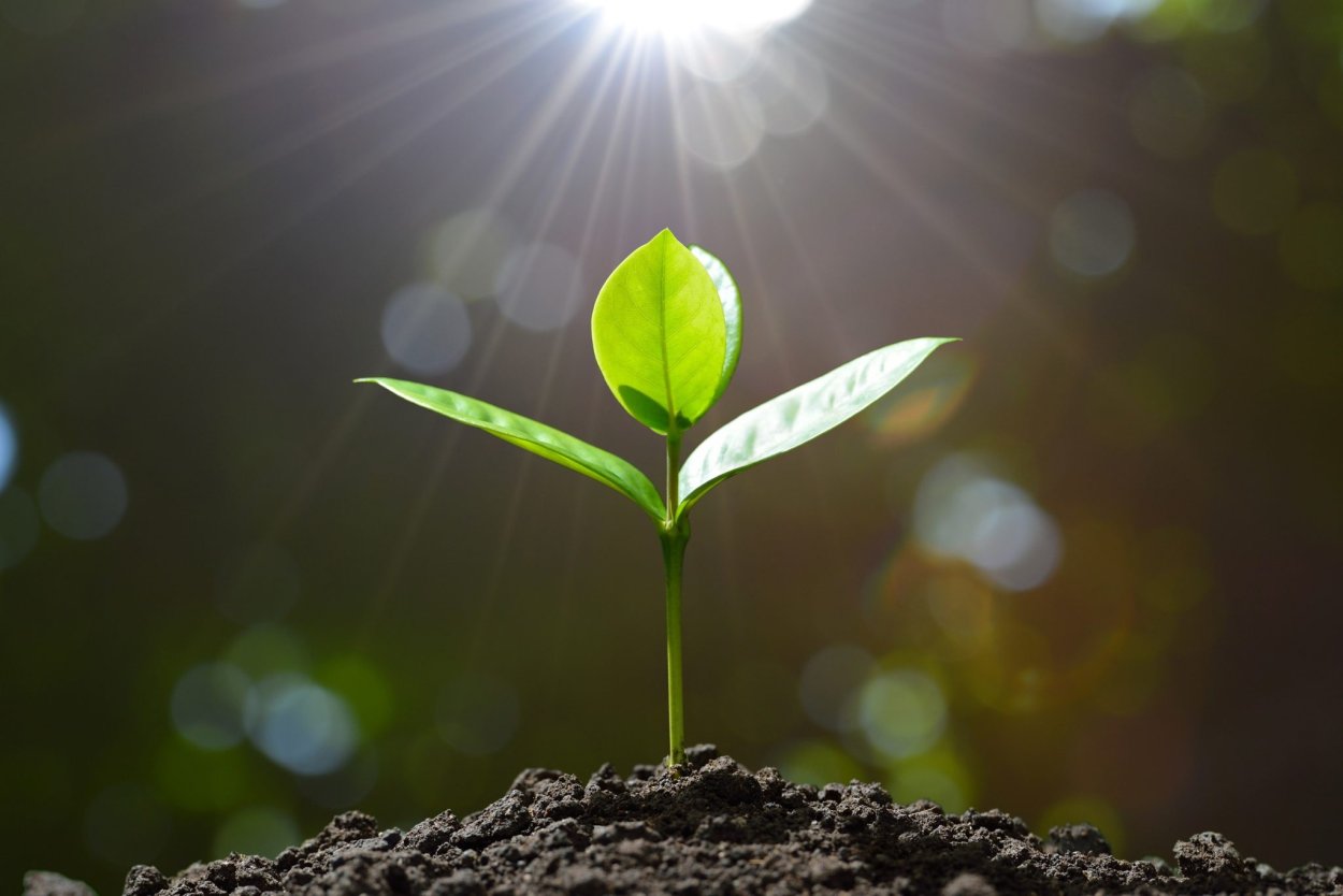 Зеленый Росток