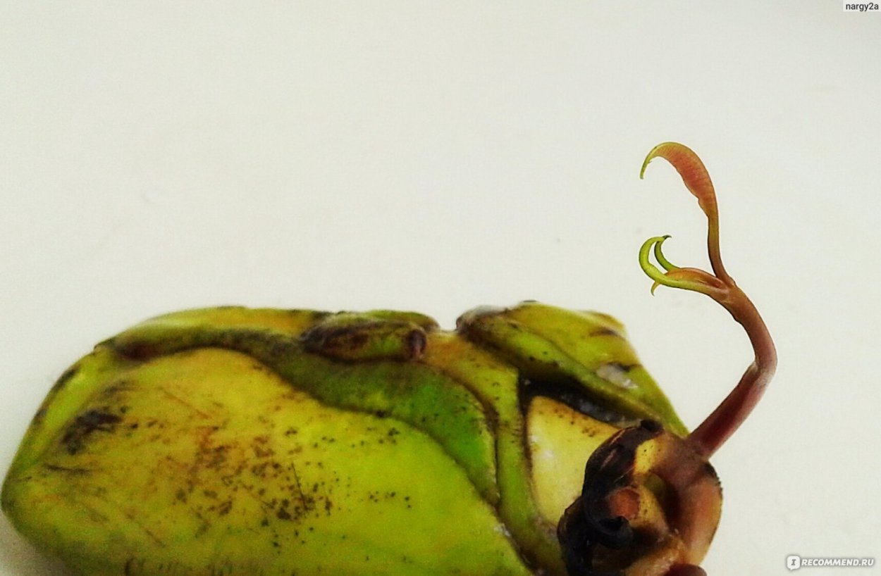 Пророщенная косточка манго