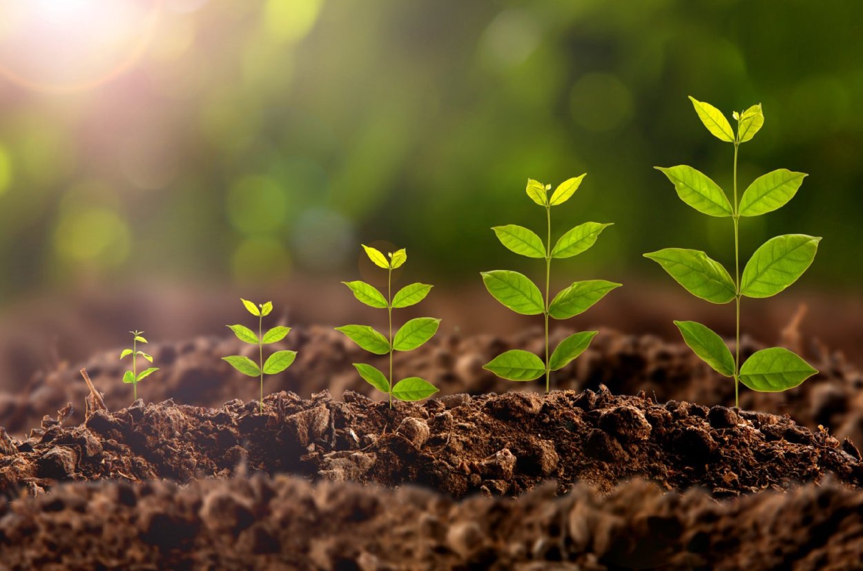 Росток растения