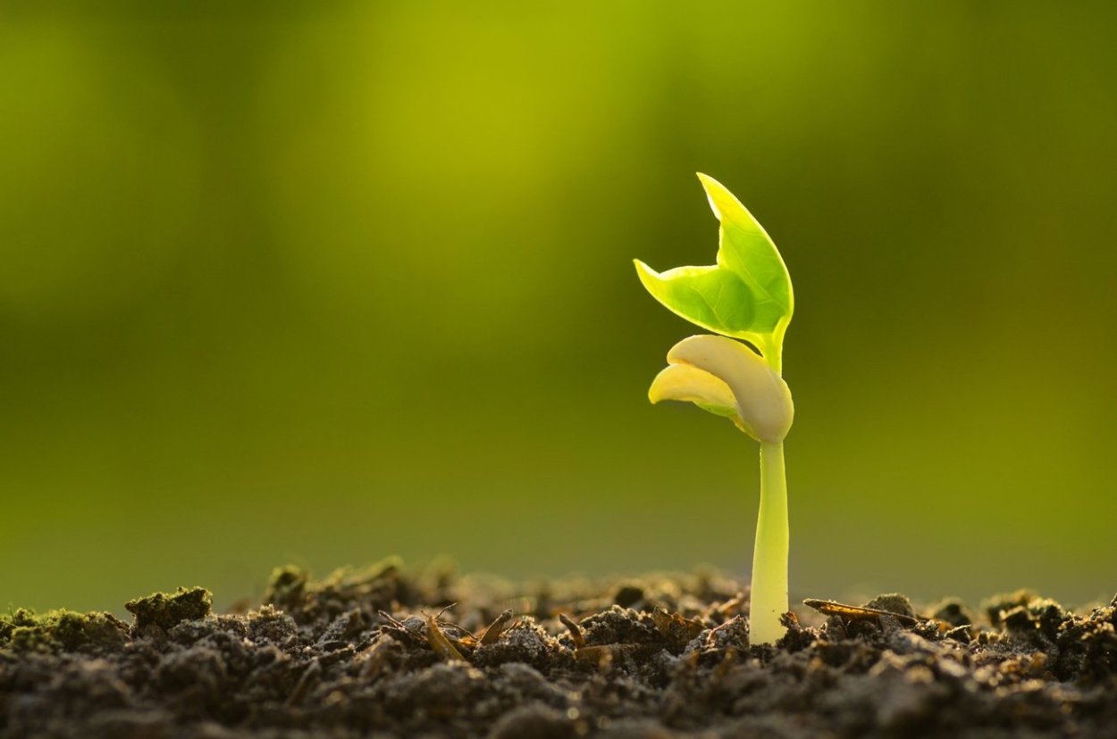 Весенний Росток