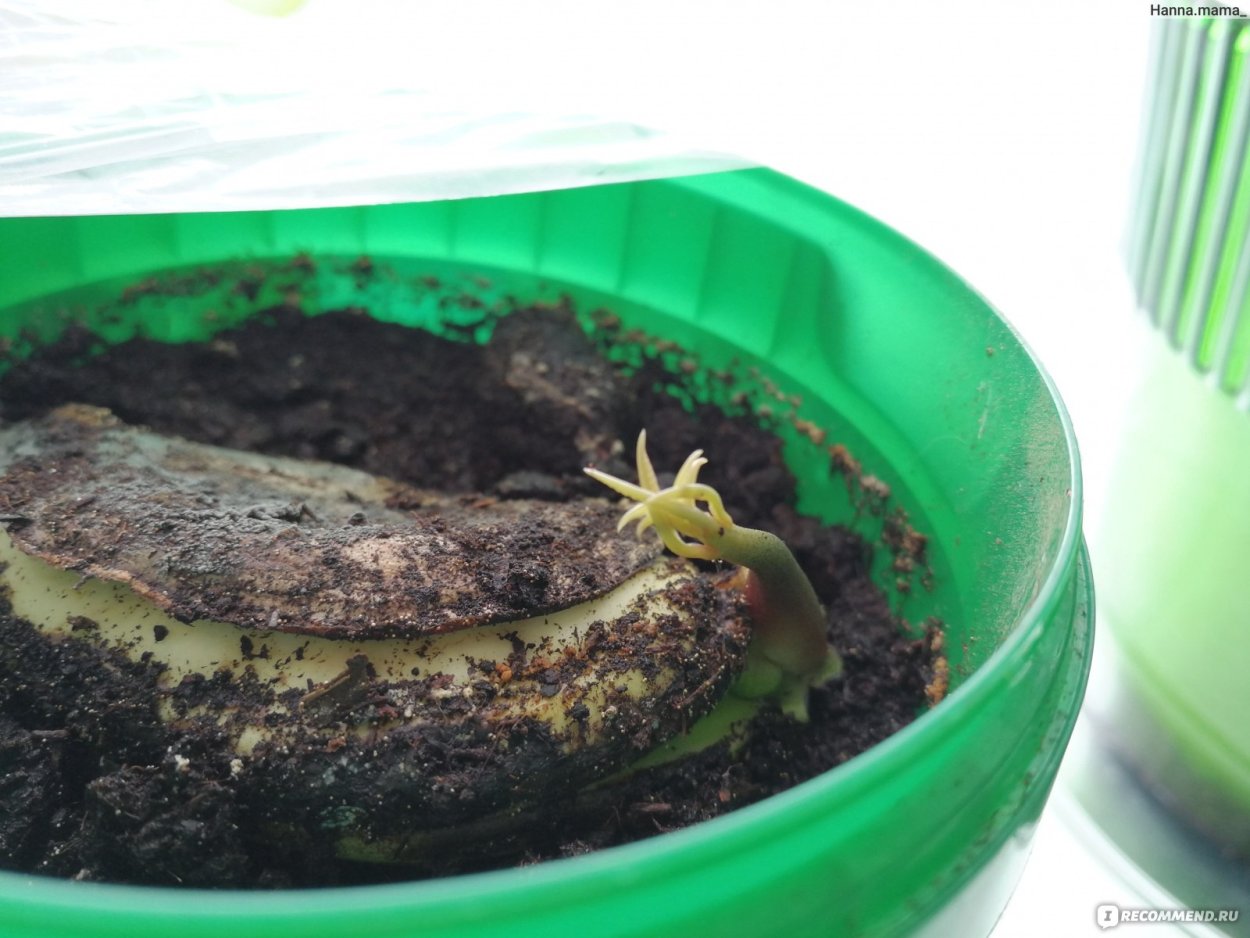 Проросшая косточка манго посадка