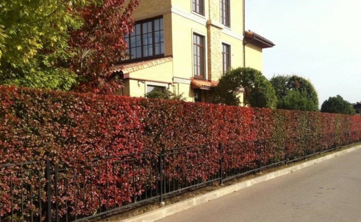 Боярышник кроваво-красный Живая изгородь