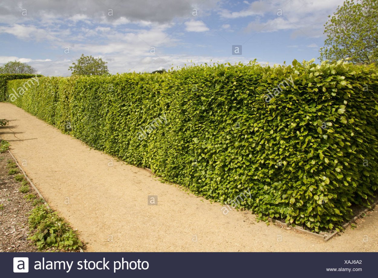 Клен Приречный Живая изгородь