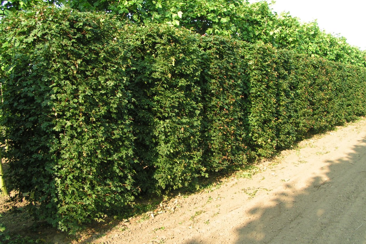 Клен татарский Живая изгородь