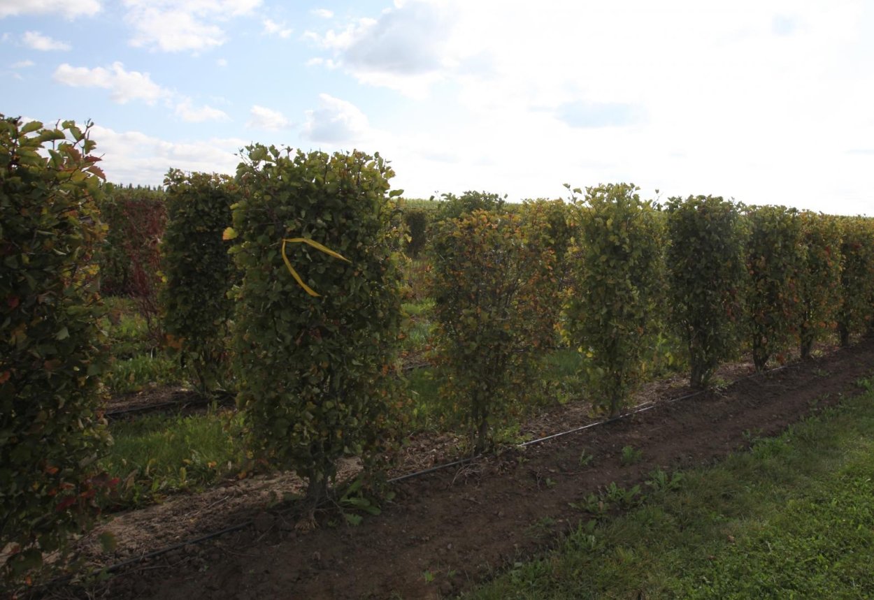 Боярышник сливолистный изгородь