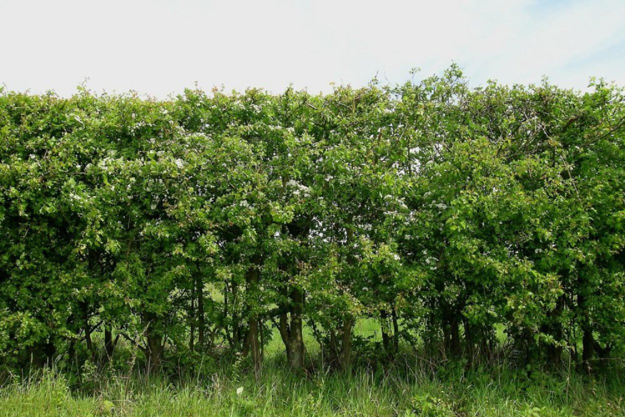 Боярышник однопестичный Живая изгородь