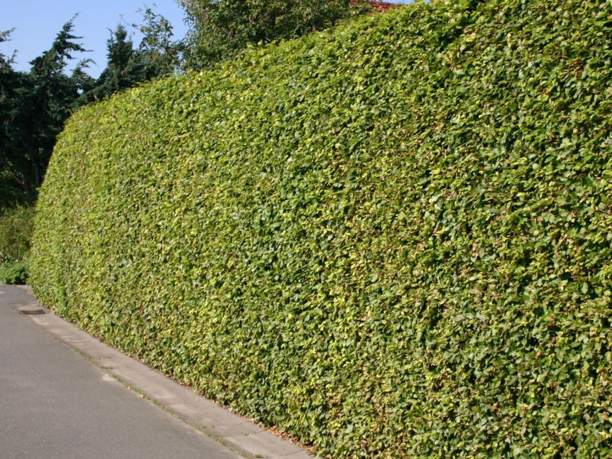 Боярышник сливолистный Живая изгородь