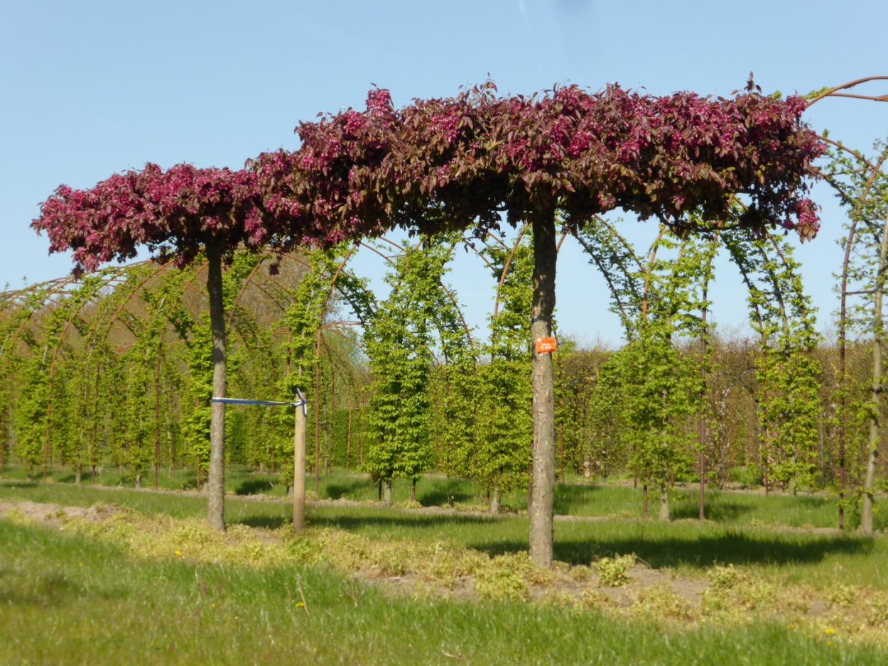 Черешня плакучая на штамбе