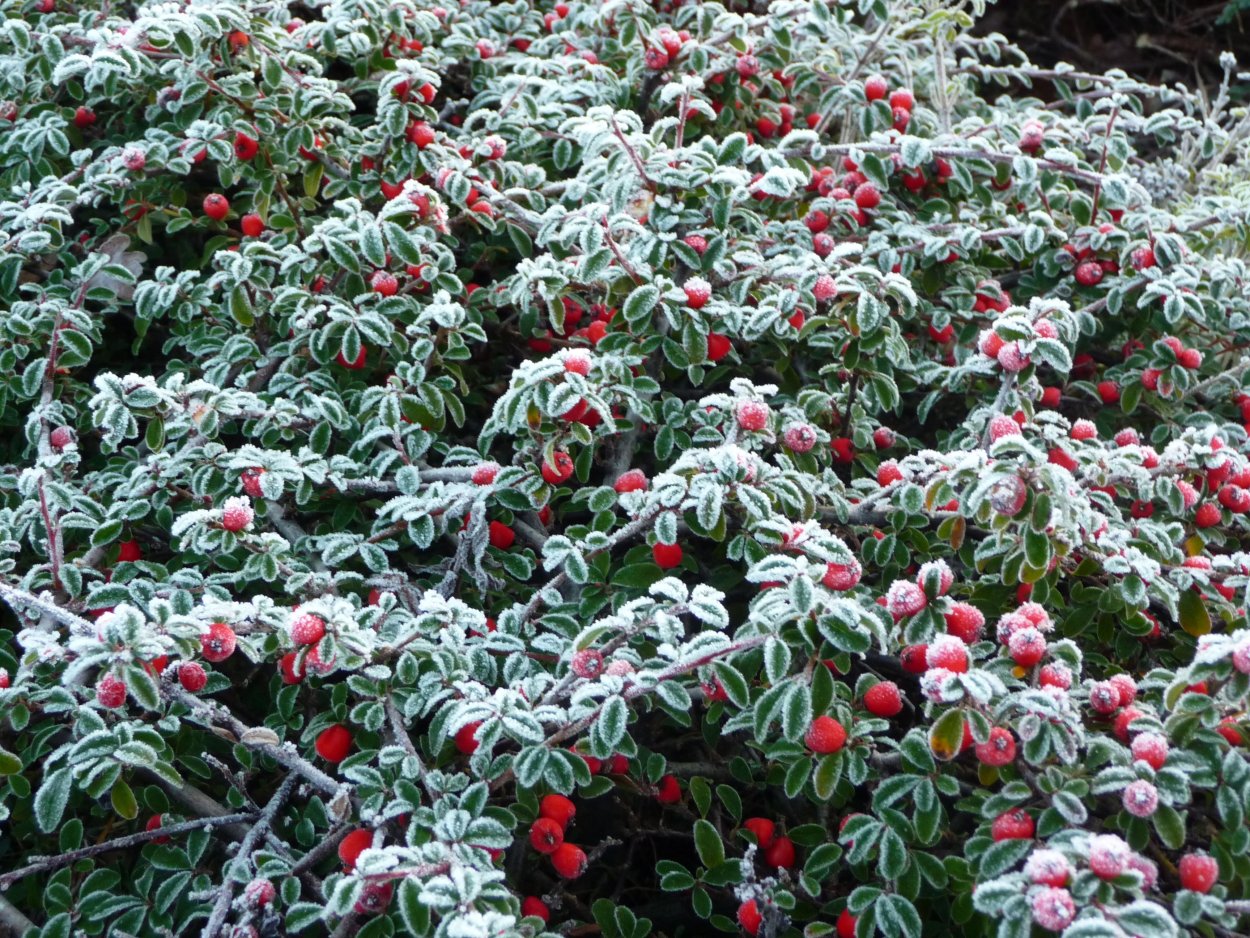 Кизильник Декорус