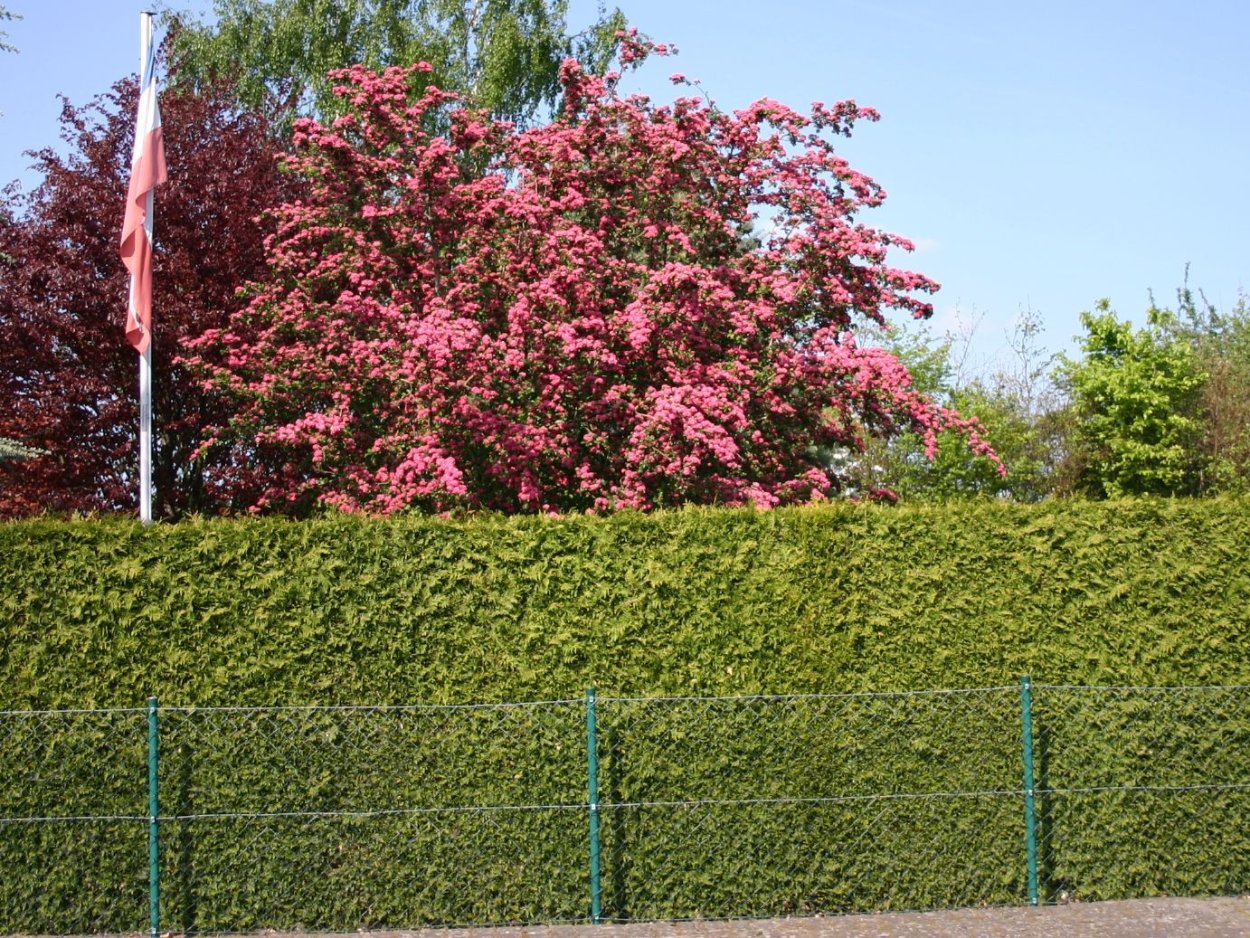 Боярышник Paul Scarlet Живая изгородь