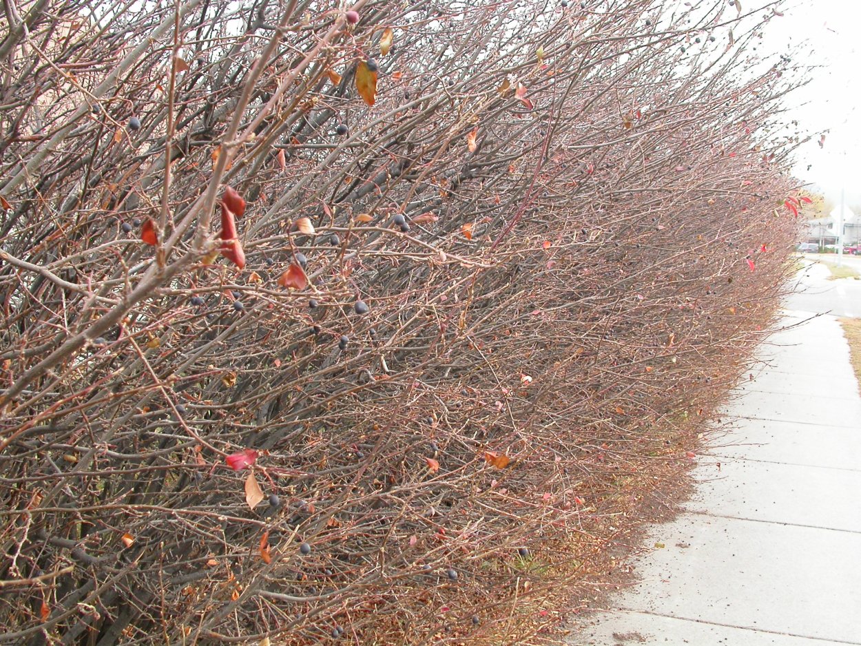 Кизильник блестящий зимой