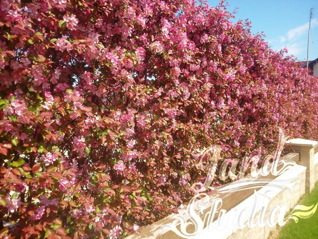 Клен Гиннала изгородь