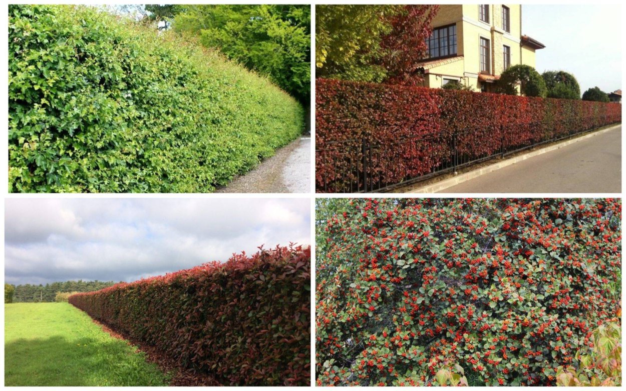 Живая изгородь кизильник зимой