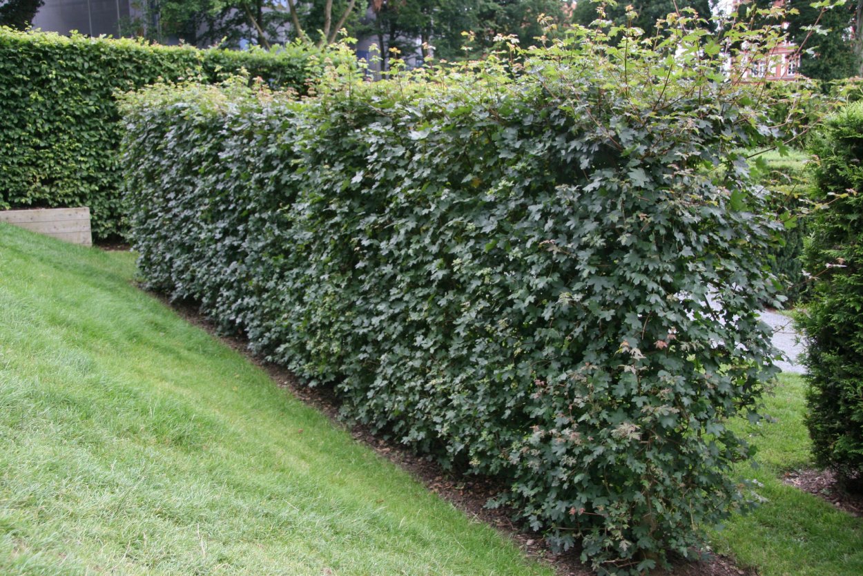 Клен полевой изгородь