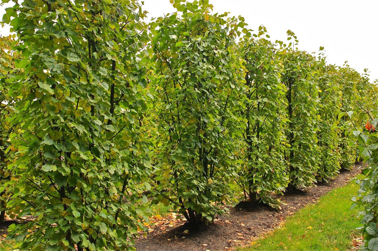 Липа мелколистная Живая изгородь