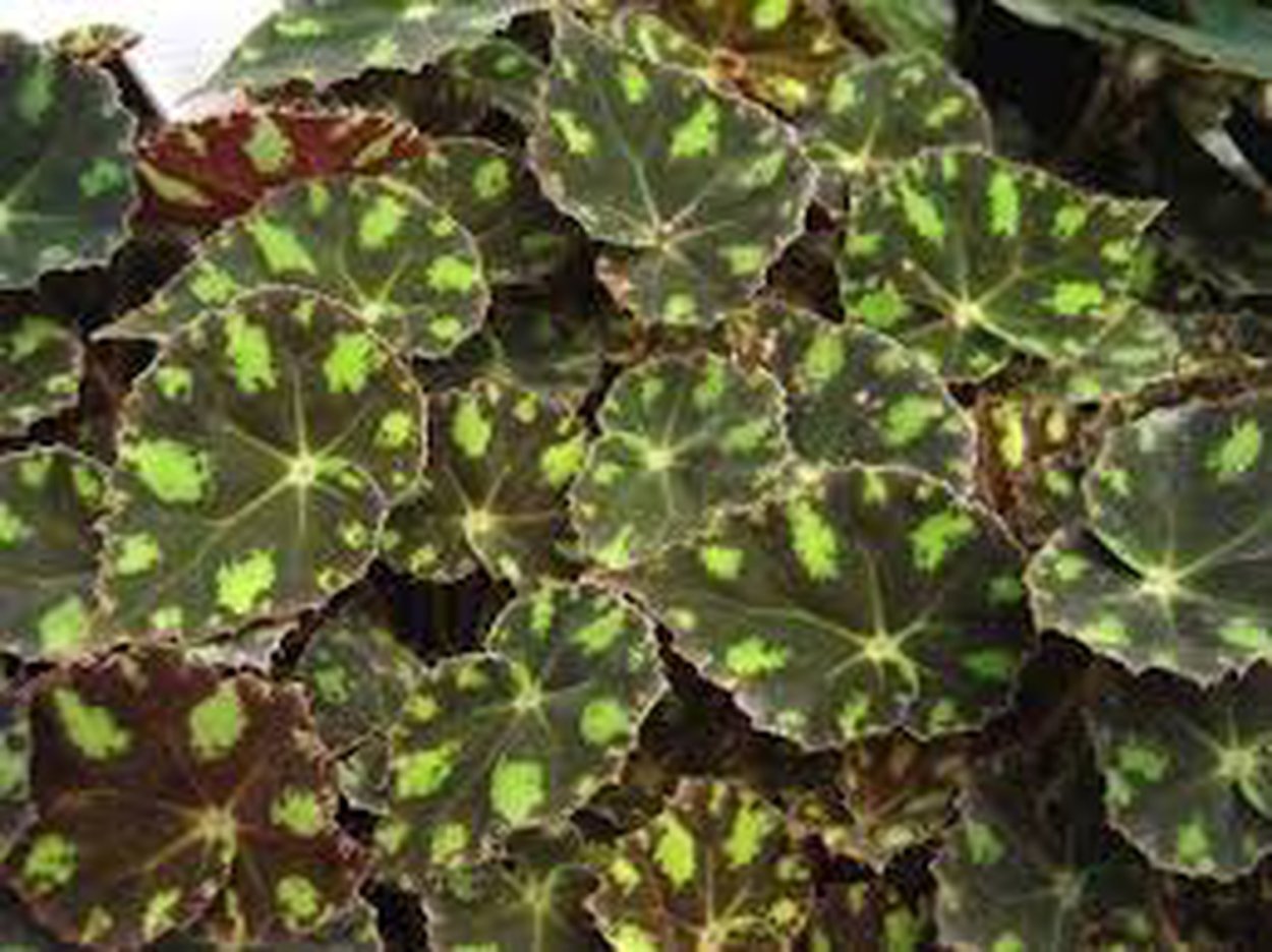 Бегония Бауэра Тайгер