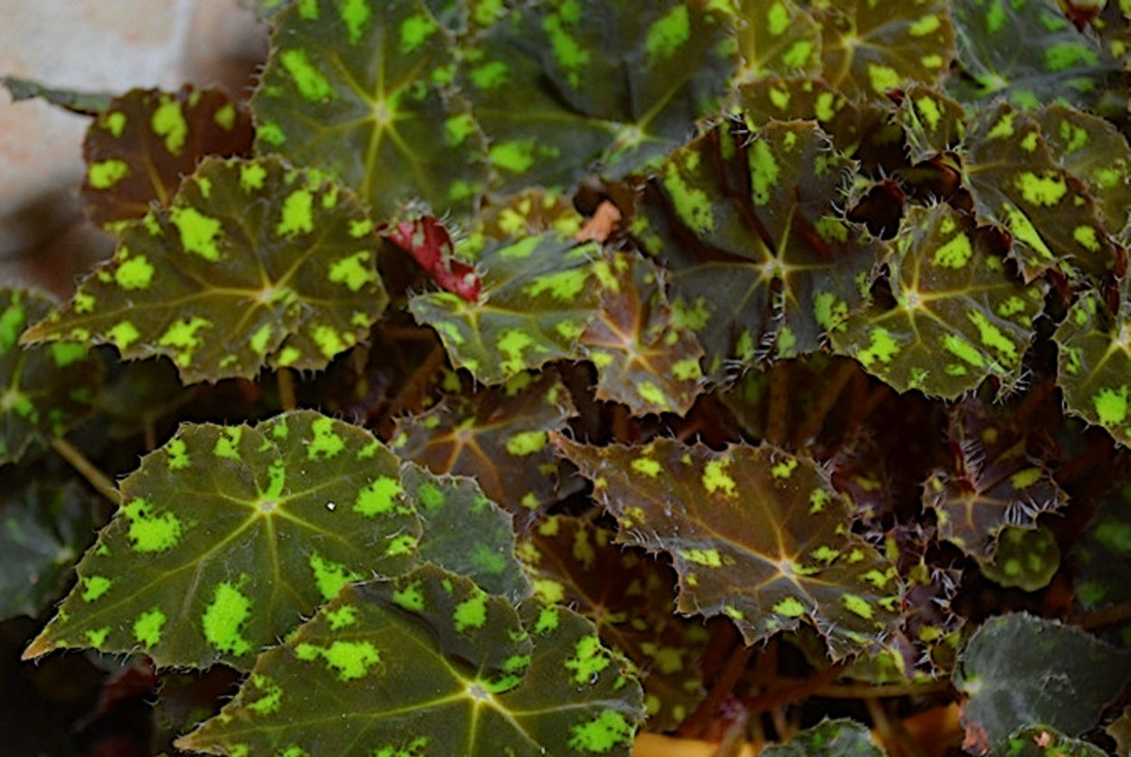 Бегония Бауэра тигровая