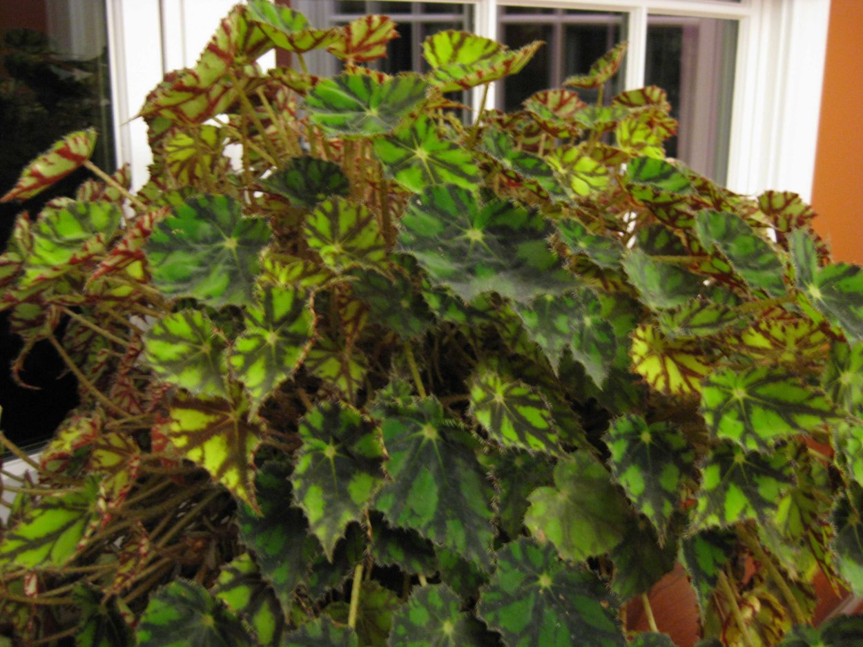 Бегония Тайгер