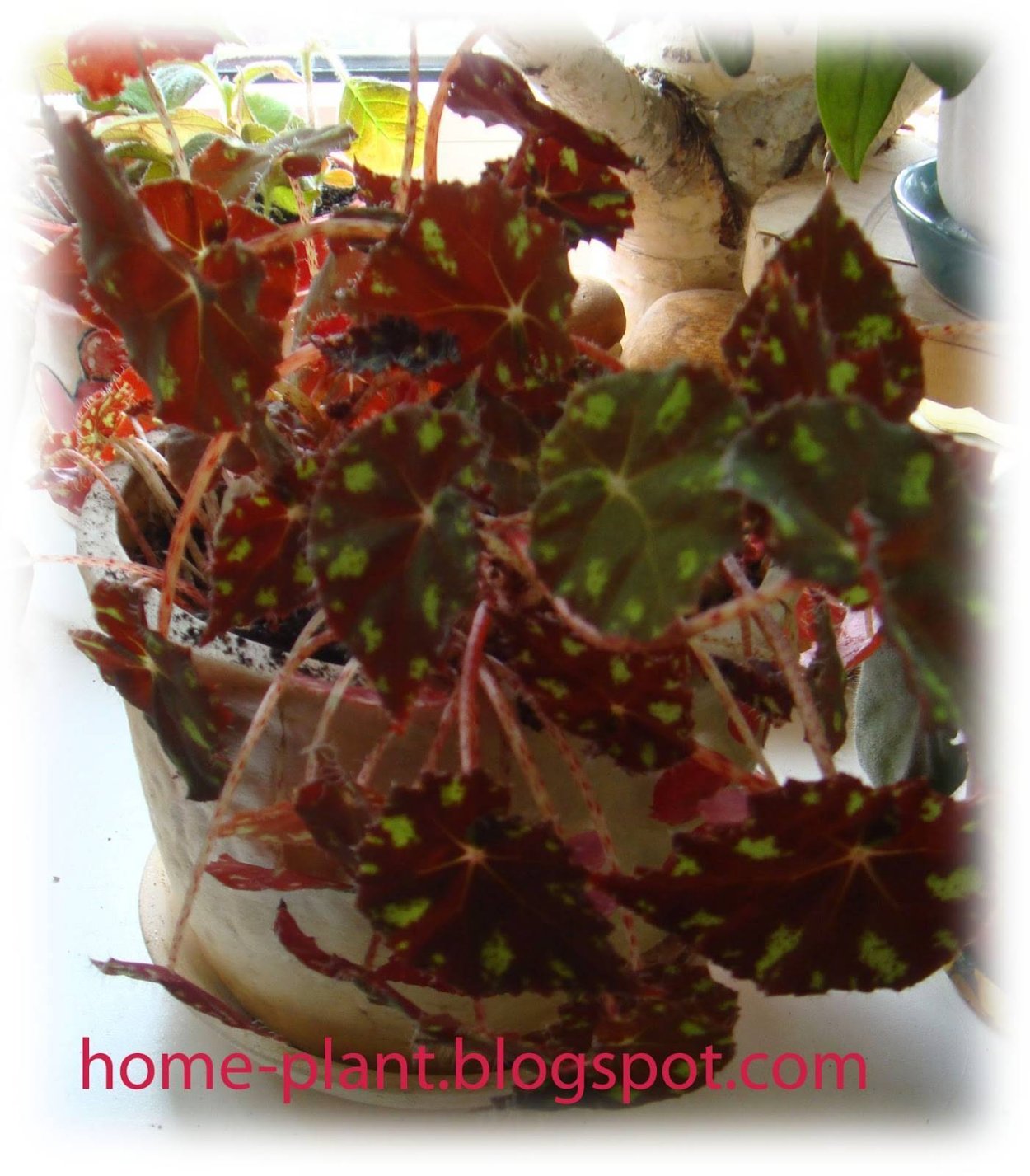 Бегония Бовери