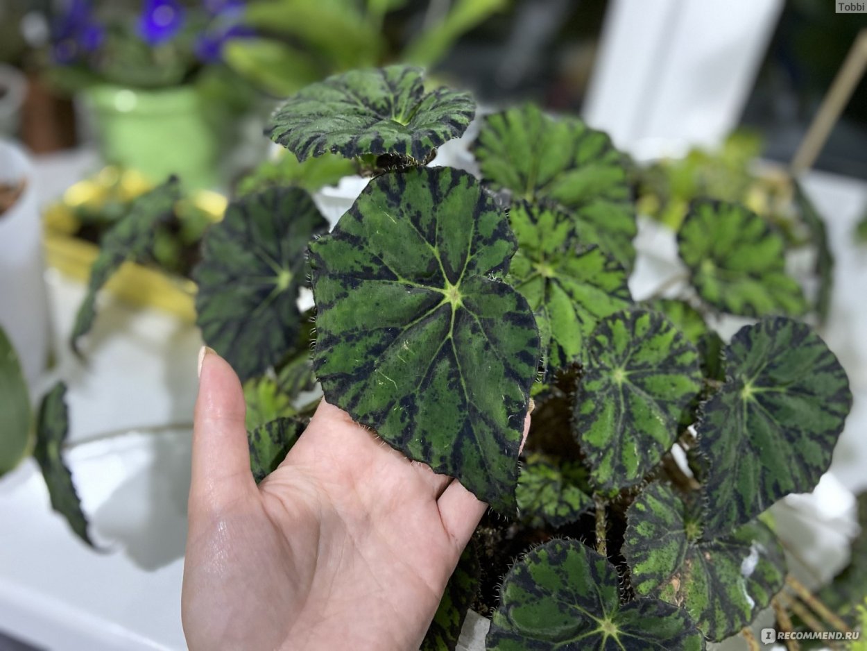 Бегония Бауэра Тайгер