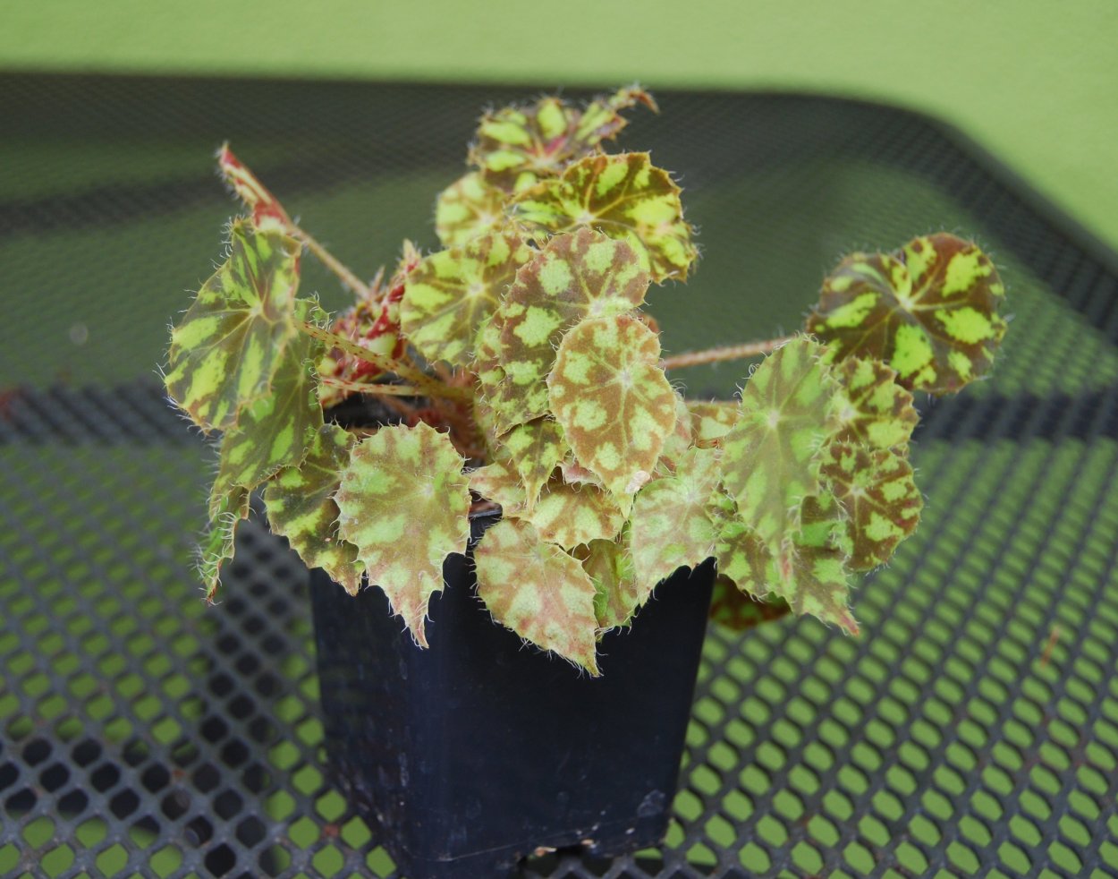 Бегония тигровая красная