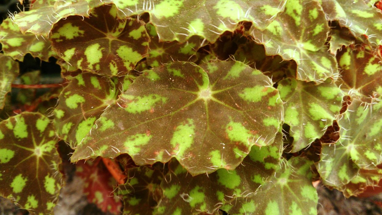 Бегония Бауэра Тайгер