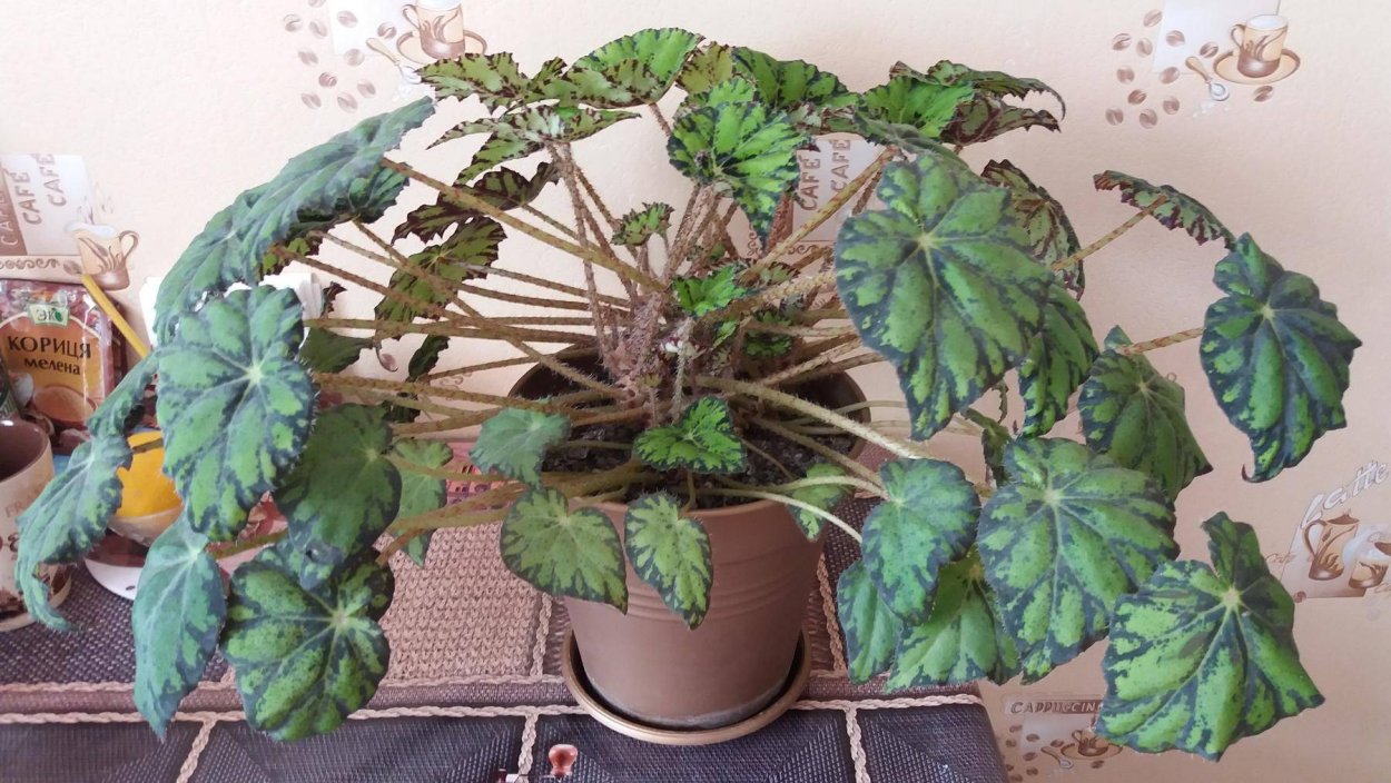 Бегония Бауэра Эппл Пай