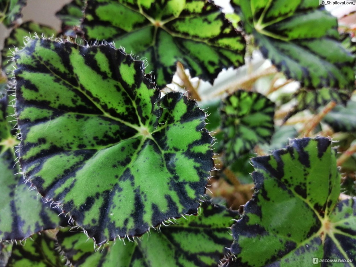 Бегония Бауэра тигровая