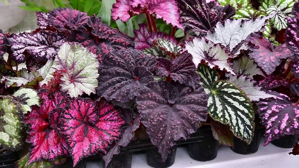 Бегония Королевская