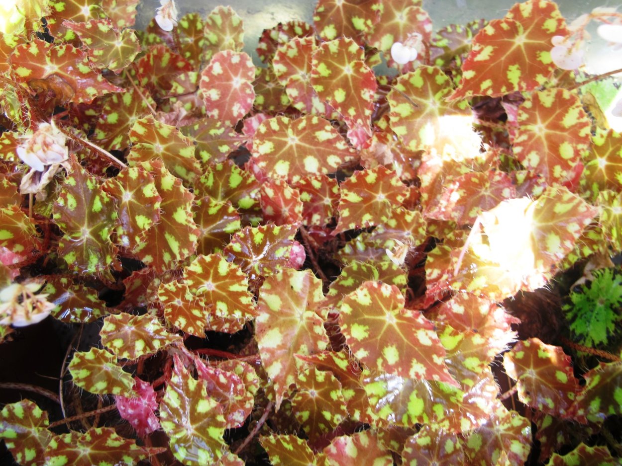 Бегония Бауэра Тайгер