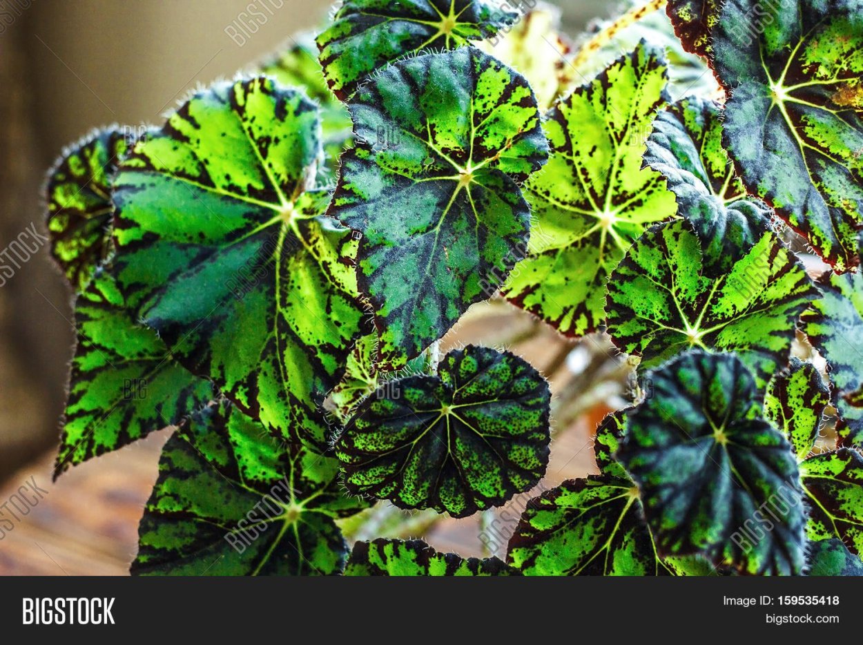 Бегония Тайгер