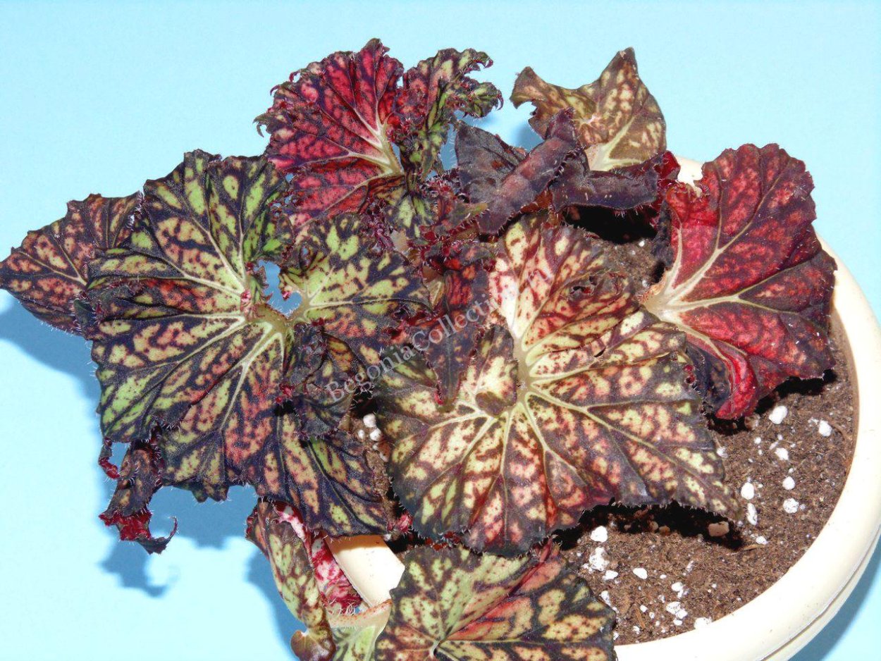 Бегония Тайгер