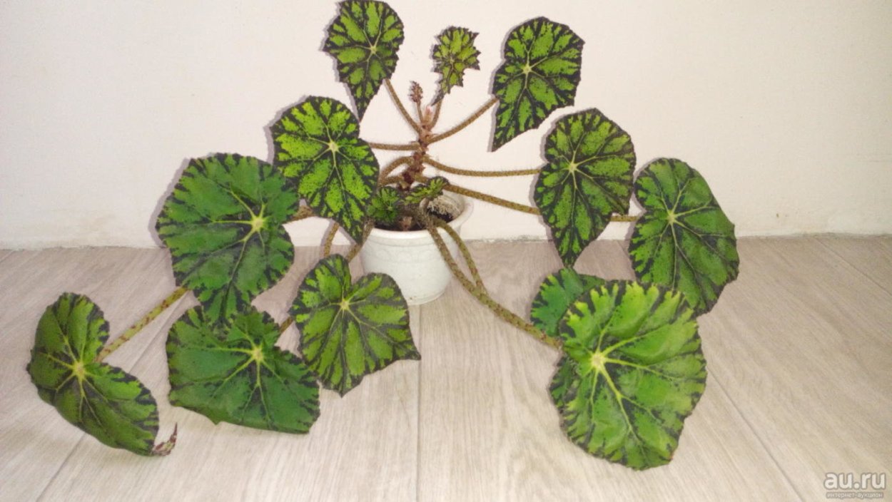 Бегония декоративнолиственная тигровая