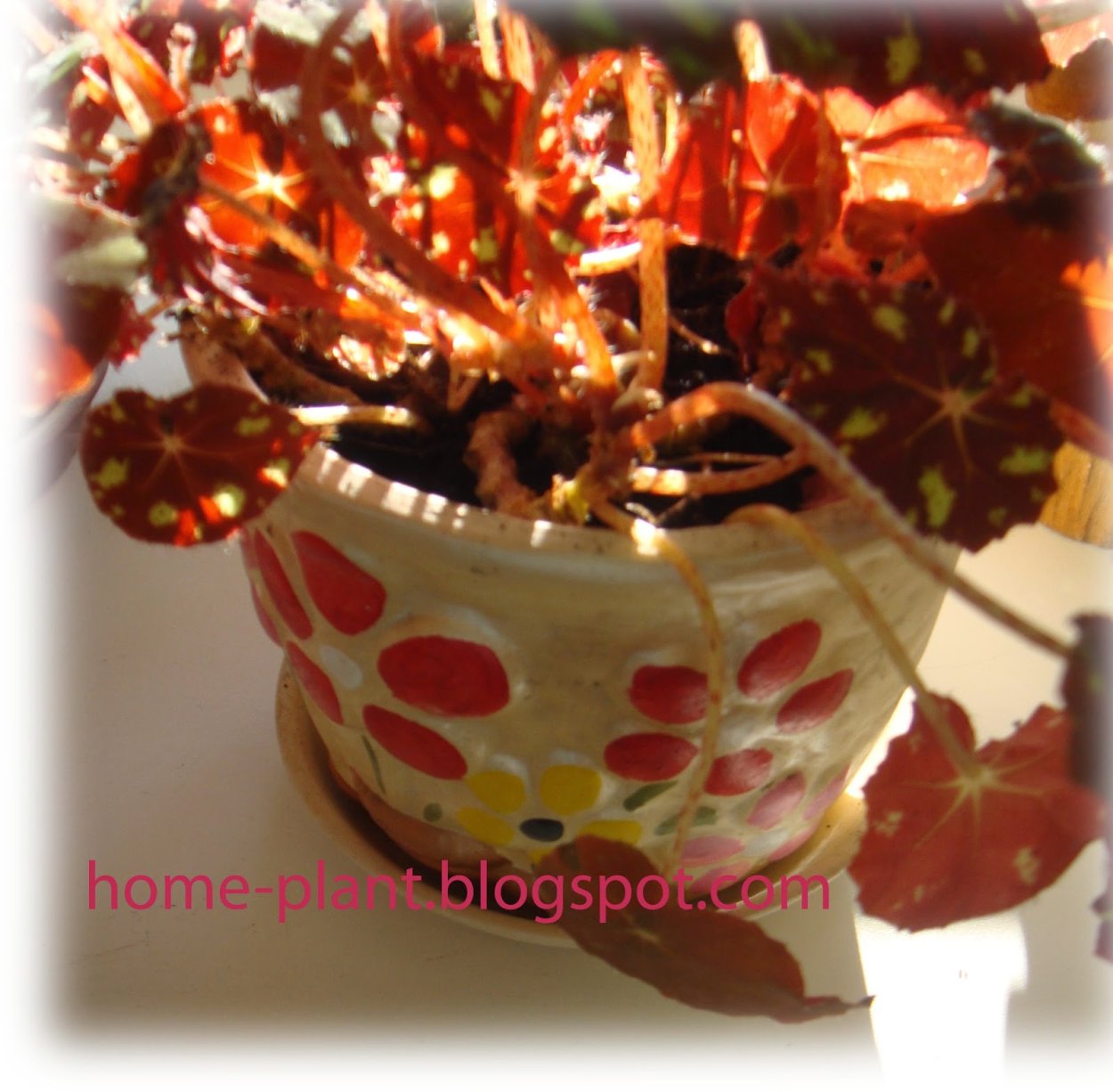 Бегония комнатная тигровая болезни