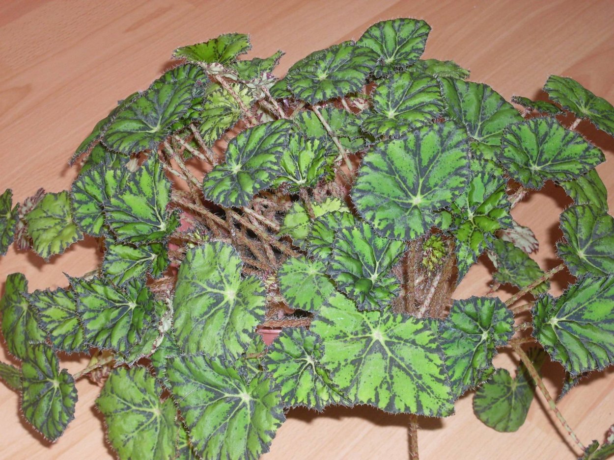 Бегония декоративнолиственная тигровая