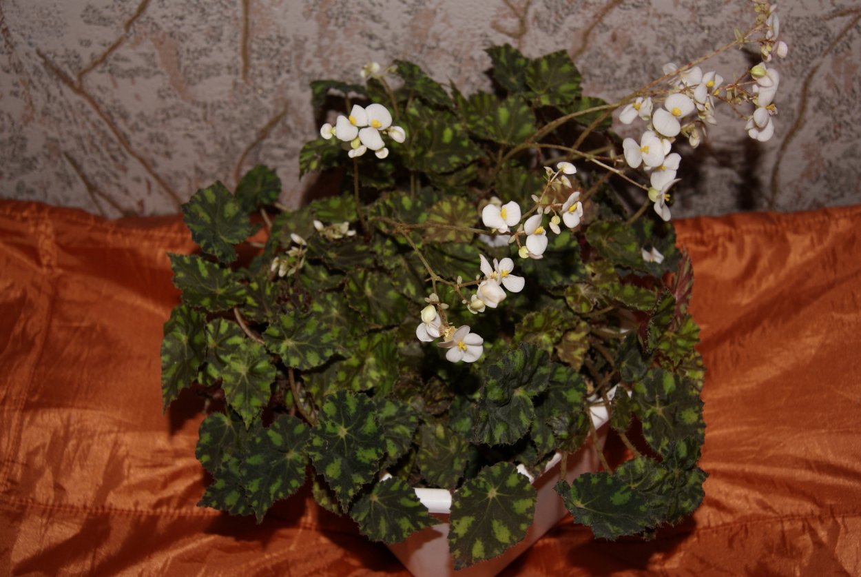 Бегония Бауэра цветет