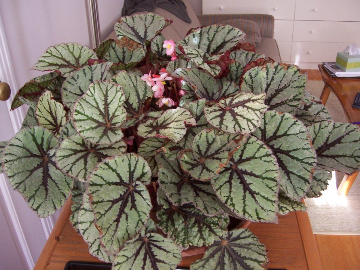 Бегония Begonia Rex