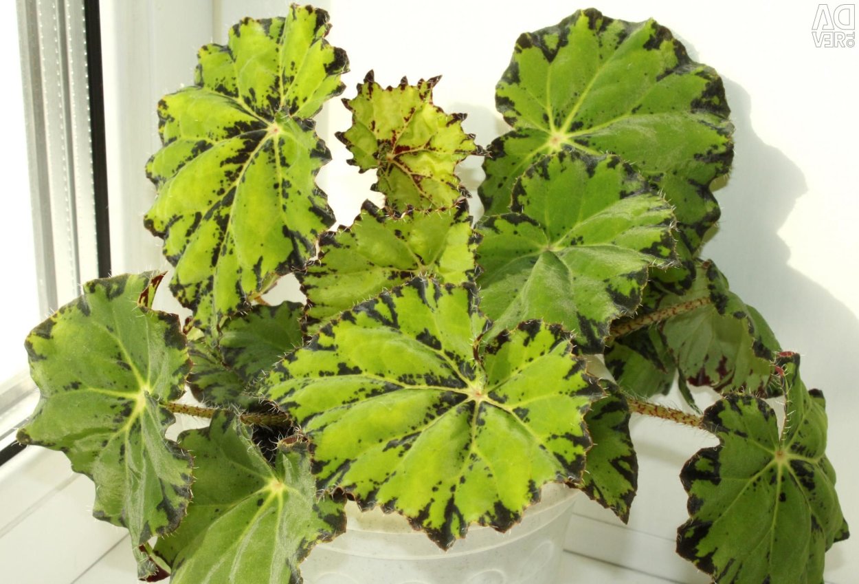 Бегония Королевская тигровая