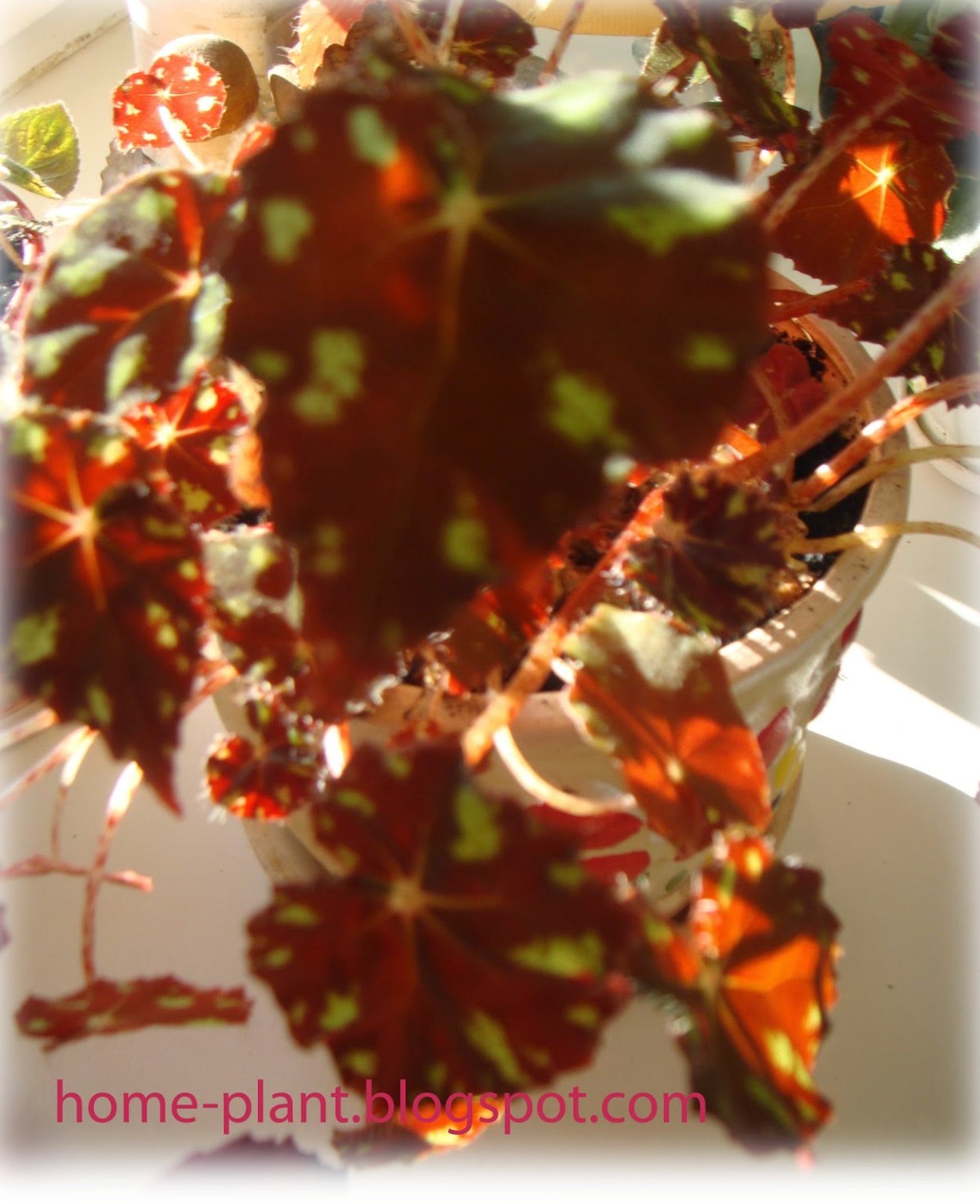 Бегония тигровая цветение