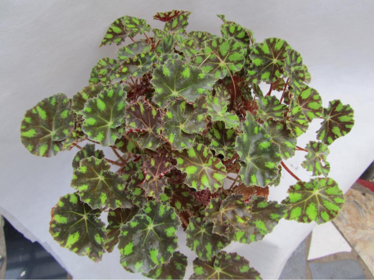 Бегония тигровая (бегония Бауэра)
