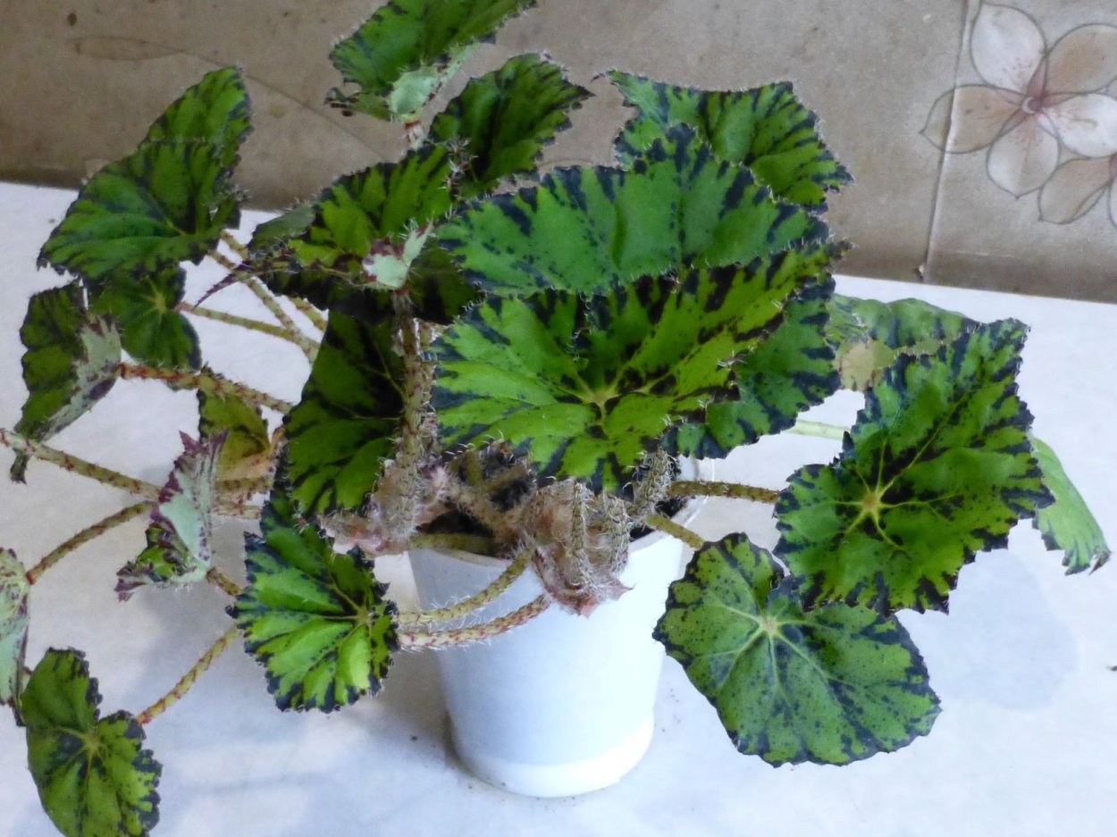 Бегония декоративнолиственная Бауэра