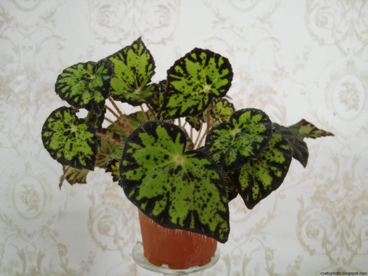 Бегония рекс зеленая с темной каймой