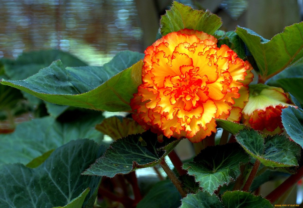 Бегония клубневая оранжевая