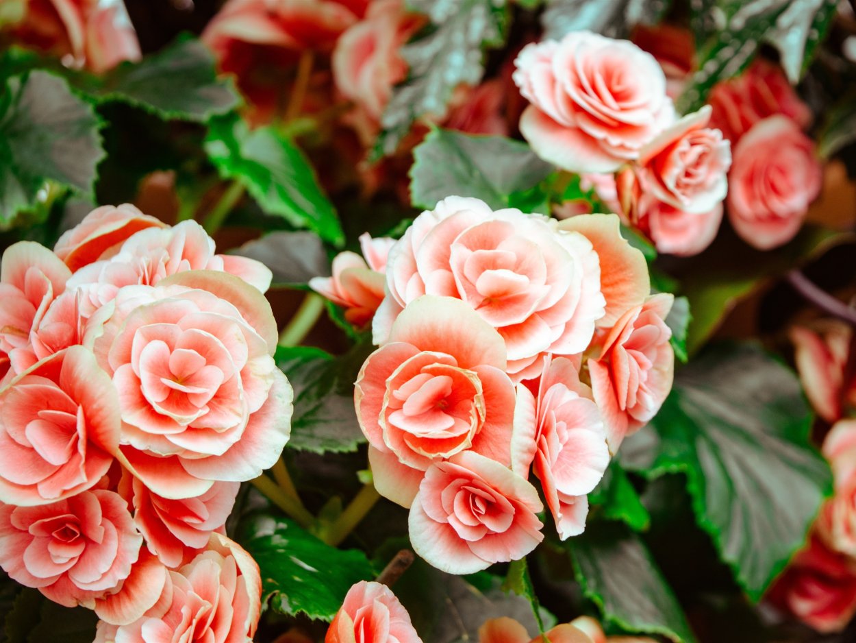 Бегония Королева розовая