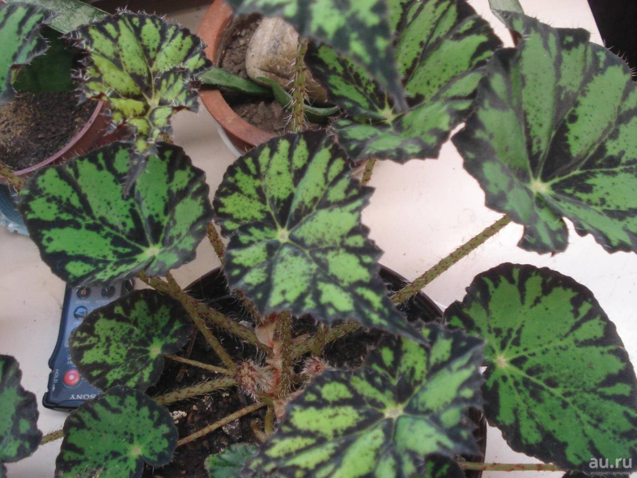 Бегония леопардовая