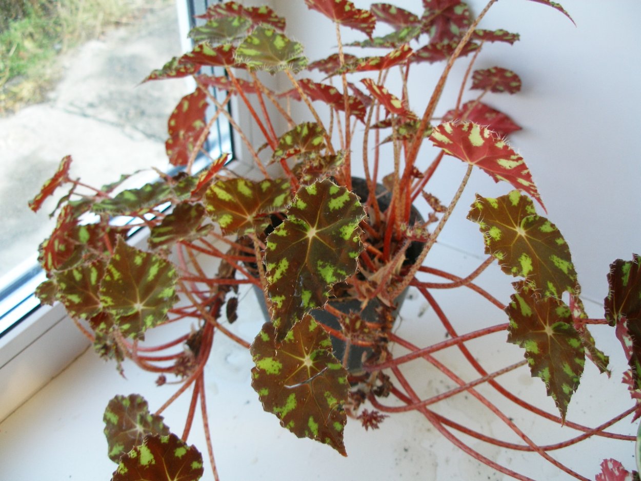 Бегония Бовера Бауэра