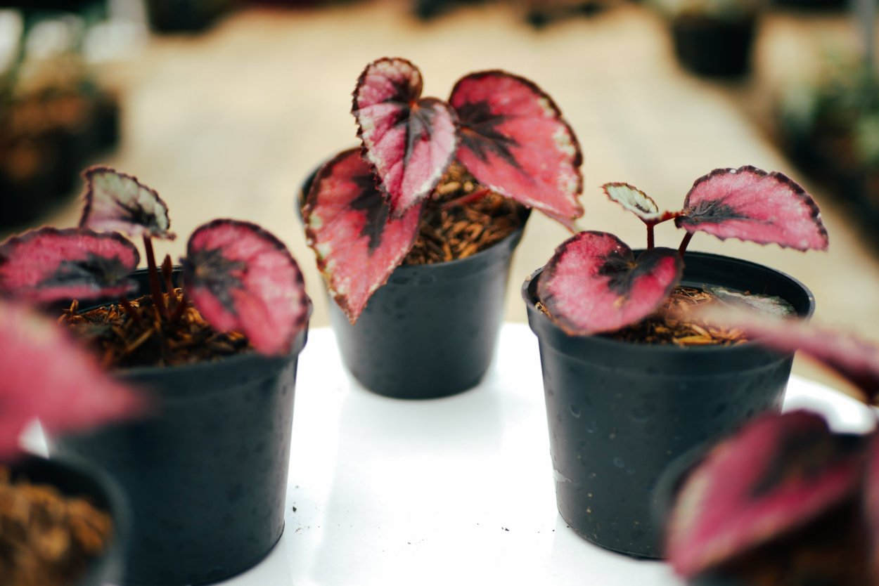 Бегония рекс Maori Haze